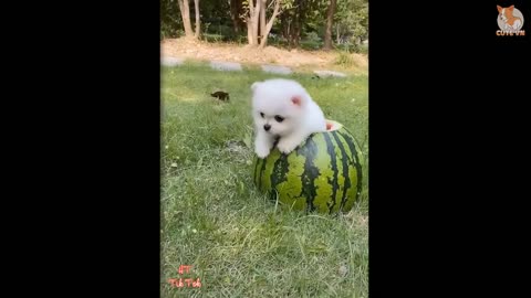 Pomeranian Dog