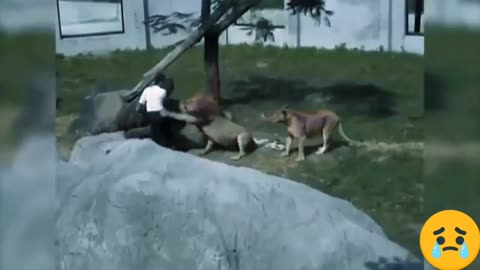 Lion Attacks on Human