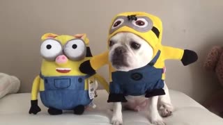 French Bulldog becomes Minion plush toy