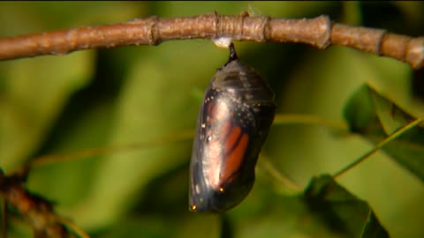 The metamorphosis of the butterfly to nature is beautiful