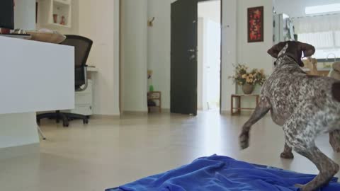 german pointer dog sitting inside a house