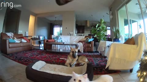 When mercy the dog is Busted chewing on a picture, hear cat accormplac cover up for her