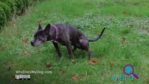 Best way to potty train your dog