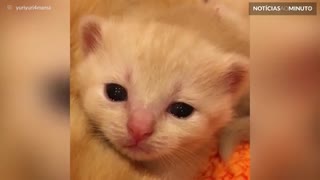 Este gatinho chorando vai partir seu coração