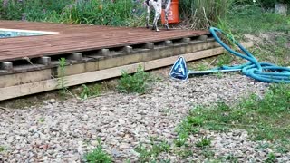 Dog Falls into Pool