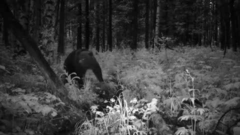 Bears in the wild forest