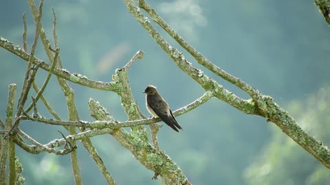 The Swallow is standing on the brigades of the tree in the wonderful nature