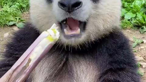 Pandas are greedy and cute