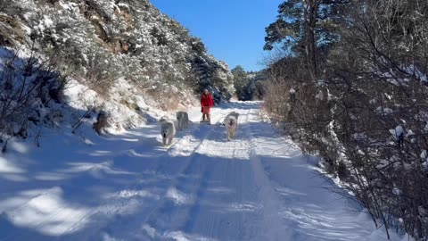 Dog Sledding in Dayton Wyoming