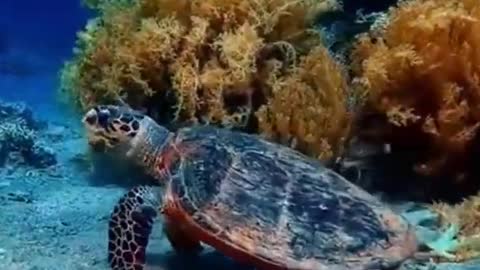 Big Turtles Swimming And Sleeping - animal video king #shorts