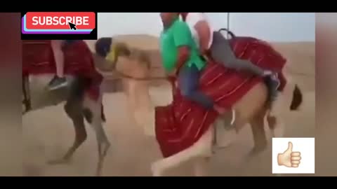 Funny video from Saudi Arabia. A camel drops a couple on the ground, very funny