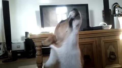 Dog singing along to Radiohead