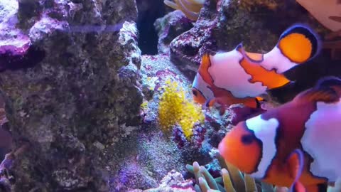 Clownfish Watches over Clutch of Eggs