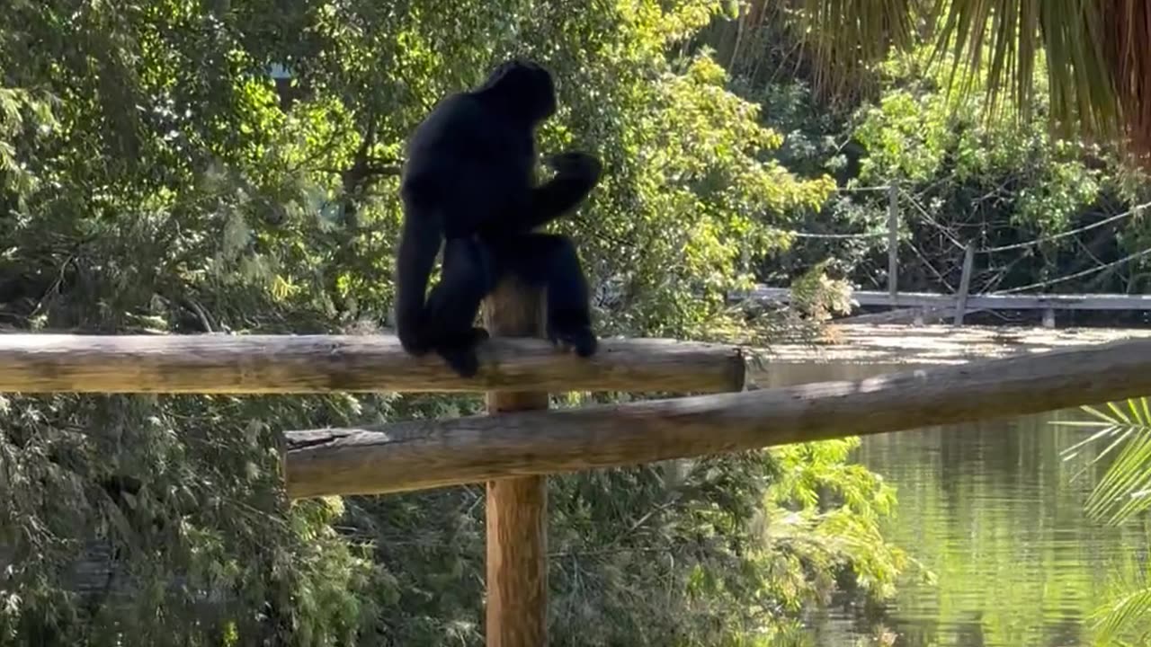 Gibbons Play With Iguanas In Zoo Enclosure