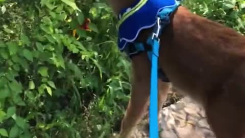 Baby Deer and Golden Retriever Are Adorable Friends