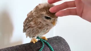 This Adorable Owl Will Cheer You Up