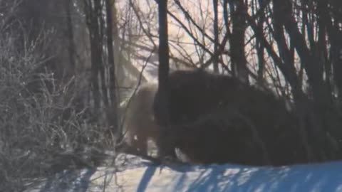 Bear in cold area