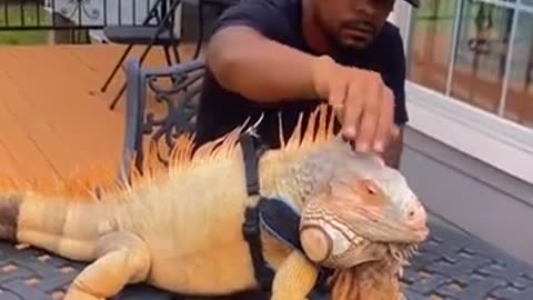 Iguana as a pet?