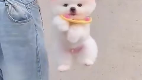 Cute Pomeranian Puppy