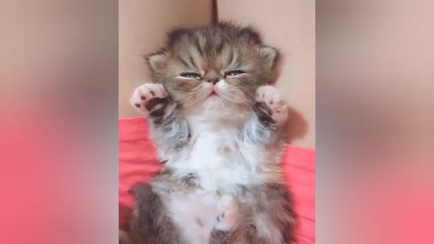 Sliping Cute little Cat Short training videos