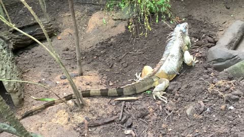 Big color full Lizard searching for foods | beautiful lizard | search foods