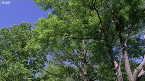 Periodical Cicadas Overrun the Forest | Planet Earth | BBC Earth