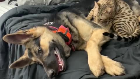 Cat Gives a Great Massage to German Shepherd