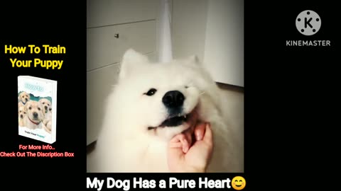 This Dog's Pure Heart Will Make Your Day