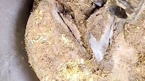 Horse Hoof Cleaning Like a Pro