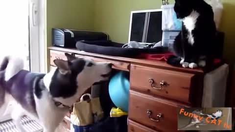 Dogs and Cats Reaction When First Meeting-Wonderful!