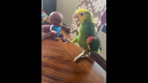 Funny_Parrots_And_Cute_Birds_Compilation_(2021)#Parrots#Part-02