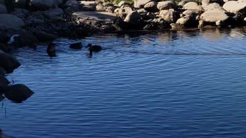 ducks feed in the river