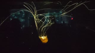 Jellyfish at the aquarium