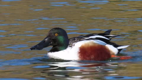 Northern Shoveler circle feeding