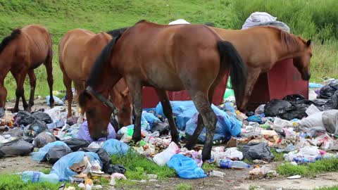 Horses eating garbage at the dump