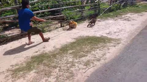 Wow Nice Prank! Fake Tiger Prank Dog Run Funny Action!!!