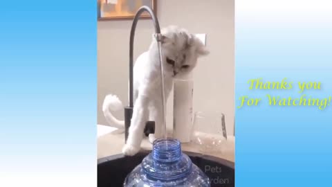 Funny Cats and Kittens Meowing Compilation