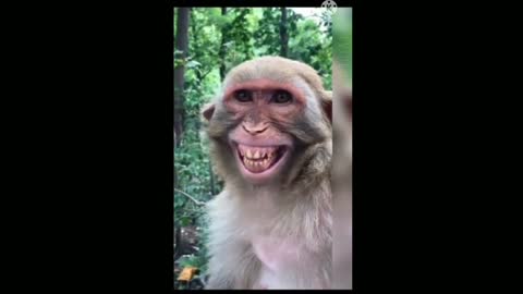 Comedy monkey video | funny video monkey