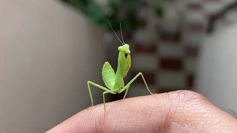 Praying mantis vs Mantis shrimb