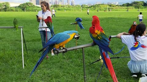 Parrots playing in the garden