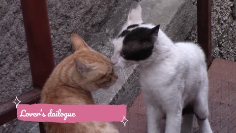 Cats mating