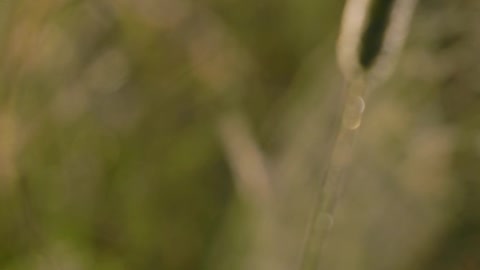 Close up of Spider Webs