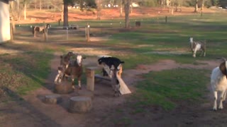 Baby Goats/Kids Playing on the New Playgound Obstacle