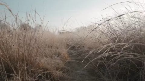 Passing through dry grass in a forest