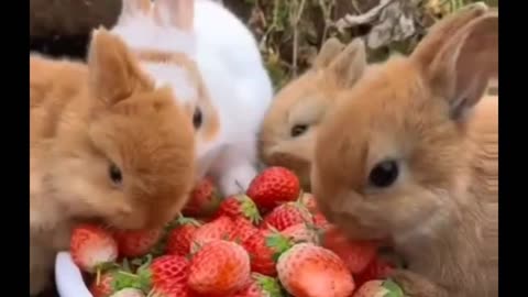 Little cute pets in the countryside