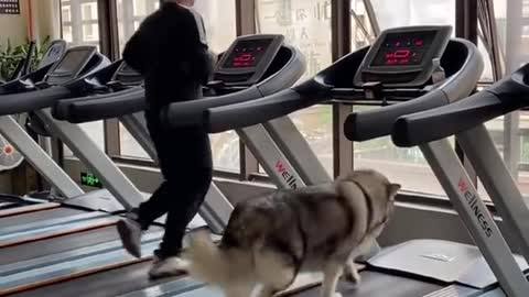 Grandma and doggy howl at each other during video call