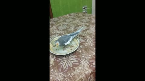 Parrot eats a famous food 😃