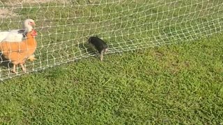 Charlotte the Piglet and Her Bird Buddies