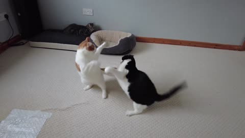 Cat Boxing | Evander Kittyfield vs Meowk Tyson