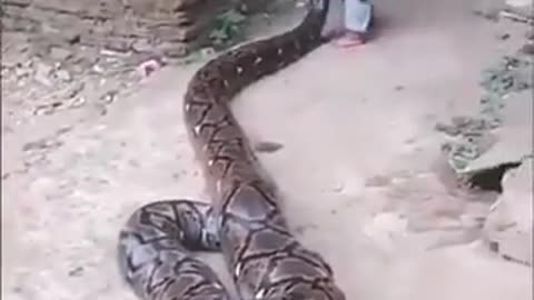 Little boy playing safely with a giant Anaconda